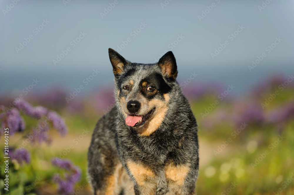 Australian Shepherd dog outdoor portrait in field with purple spring flowers Australian Shepherd dog outdoor portrait in field with purple spring flowers