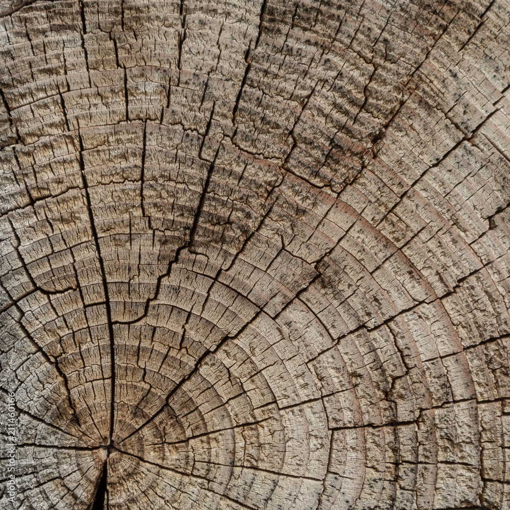 Fototapeta premium The surface of a transverse cut of a tree. Concentric texture of wood. There are many cracks. Square shape of wooden tiles.