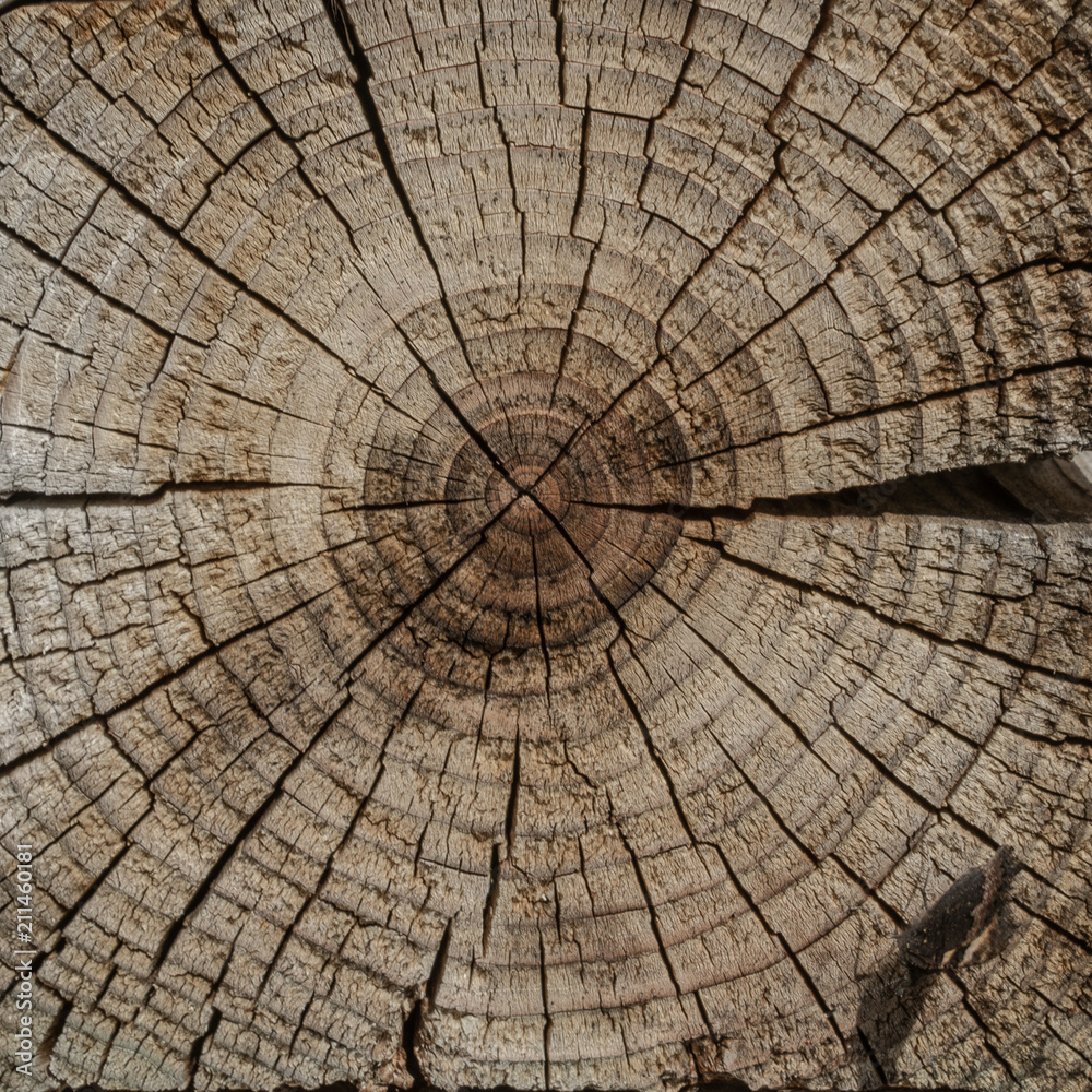 Fototapeta premium The surface of a transverse cut of a tree. Concentric texture of wood. There are many cracks. Square shape of wooden tiles.