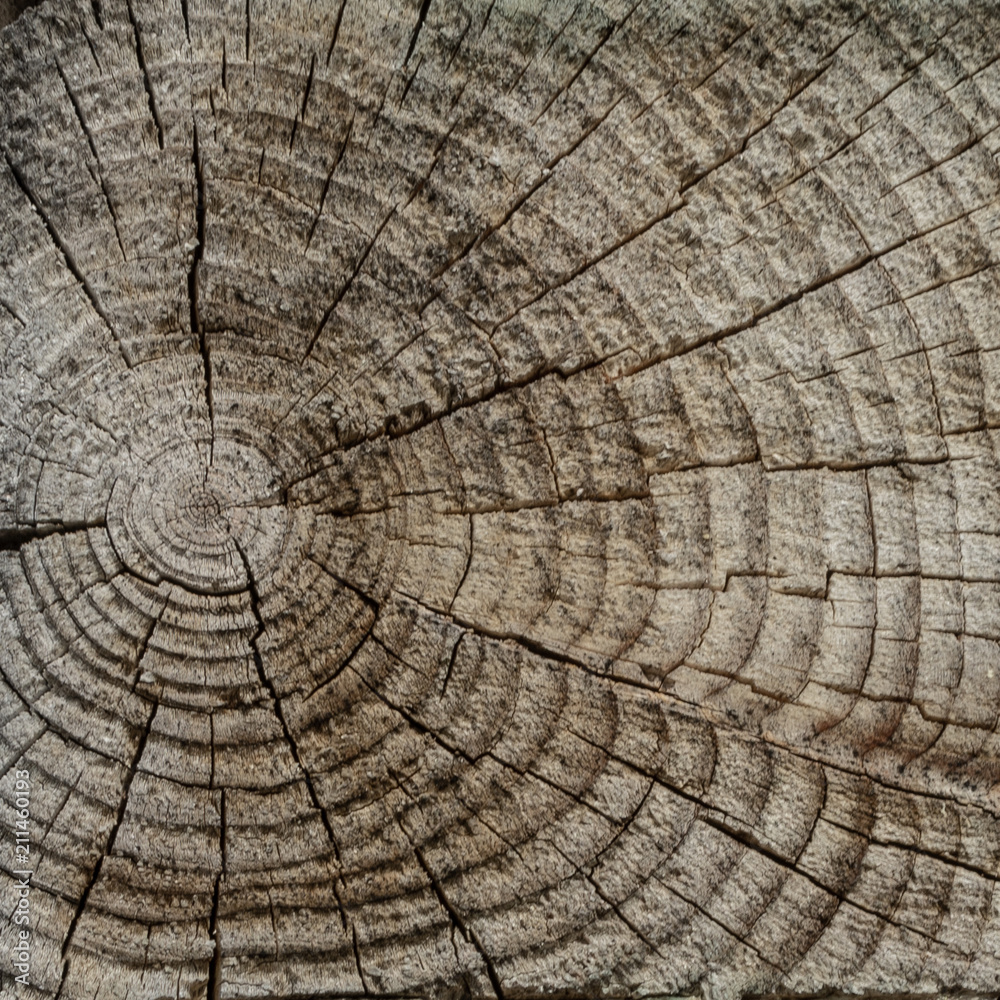 Naklejka premium The surface of a transverse cut of a tree. Concentric texture of wood. There are many cracks. Square shape of wooden tiles.