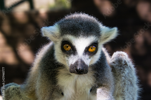 Lemur close up, portrait, timid © Nikole Kelly Hill 