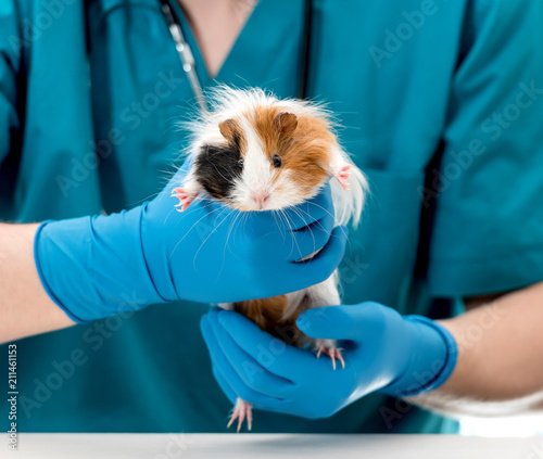 Fototapeta Naklejka Na Ścianę i Meble -  Veterinary doctor holding guinea pig on hands