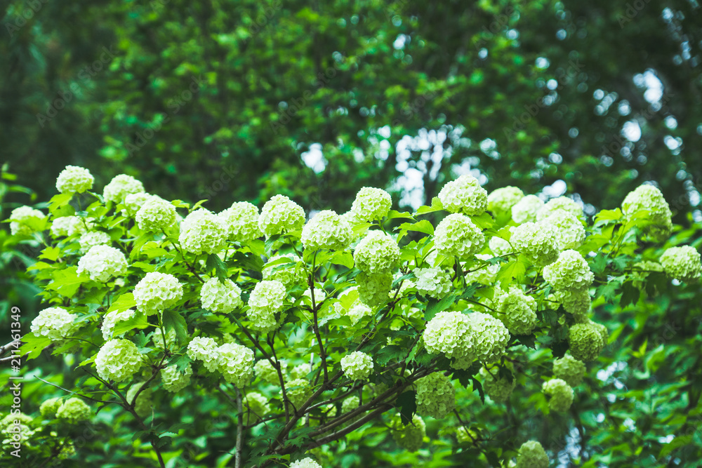 Guelder rose (viburnum opulus) white blossom branches. Selective focus. Guelder rose (viburnum opulus) white blossom branches. Selective focus.