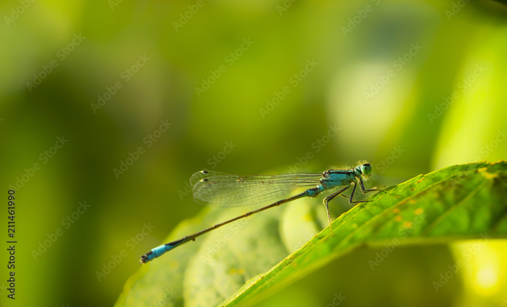 Closeup a green dragonfly Calopteryx virgo on green leaf background Closeup a green dragonfly Calopteryx virgo on green leaf background