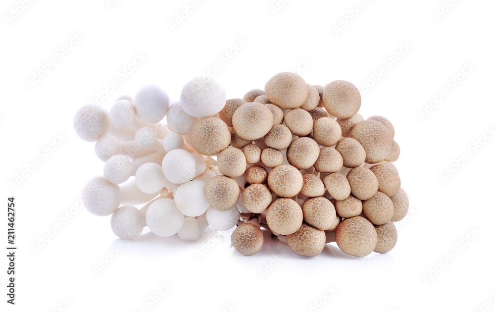 mushroom isolated on white background mushroom isolated on white background