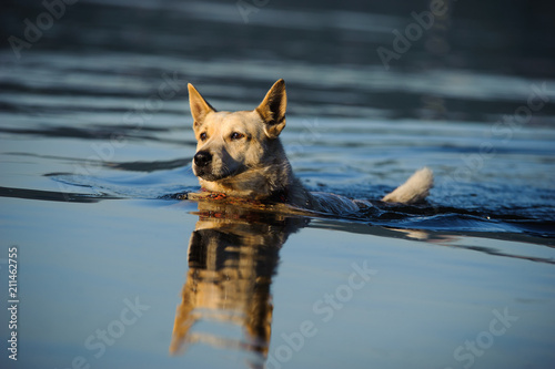 Australian Cattle Dog outdoor portrait swimming in calm water