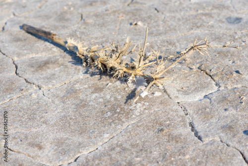 dry stick lying on a salt lake