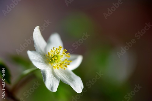 Wood anemone known also as windflower, thimbleweed and smell fox