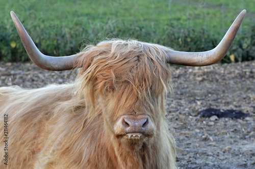 This is traditional Scottish breed called Highland cattle