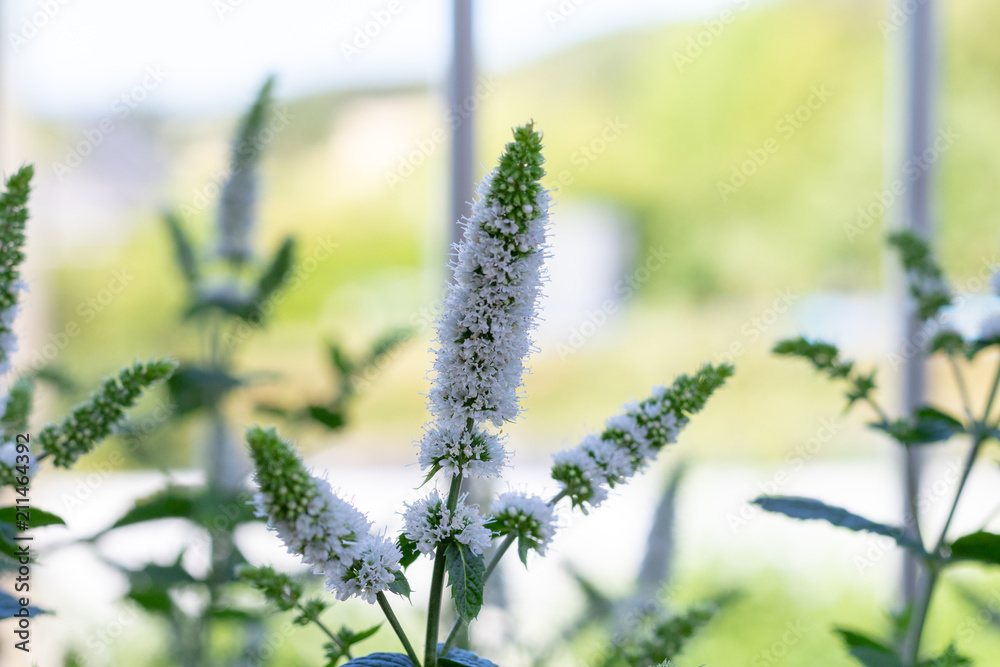 Fototapeta premium White blossom of a blooming mint plant on the balcony in summer