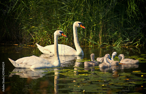 Family of mute swans with young chicks