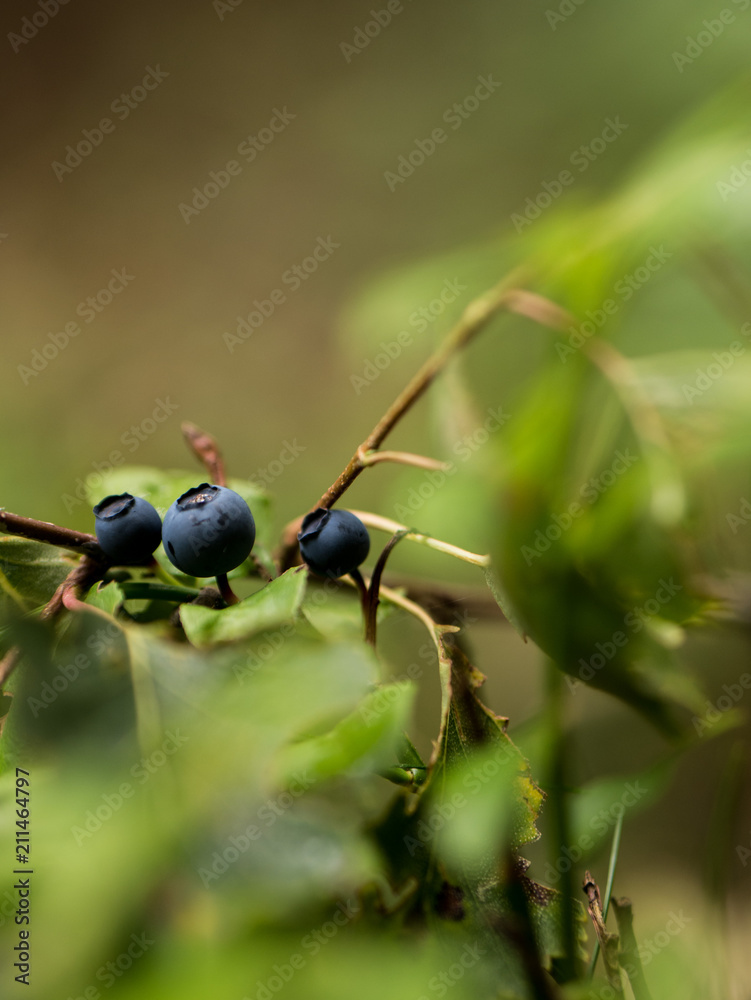 beeren beeren