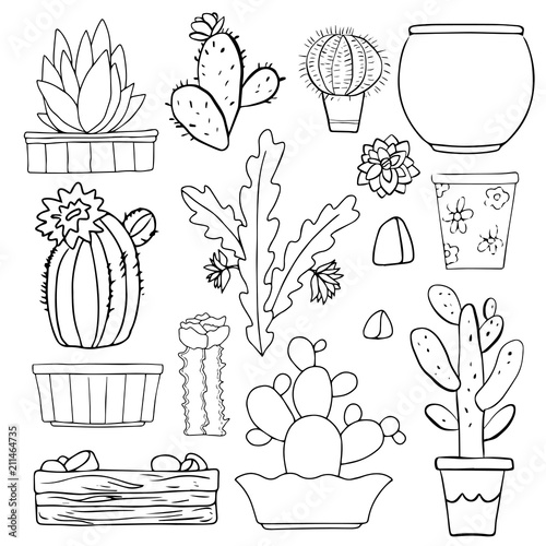 Cacti, flowerpots, stones
