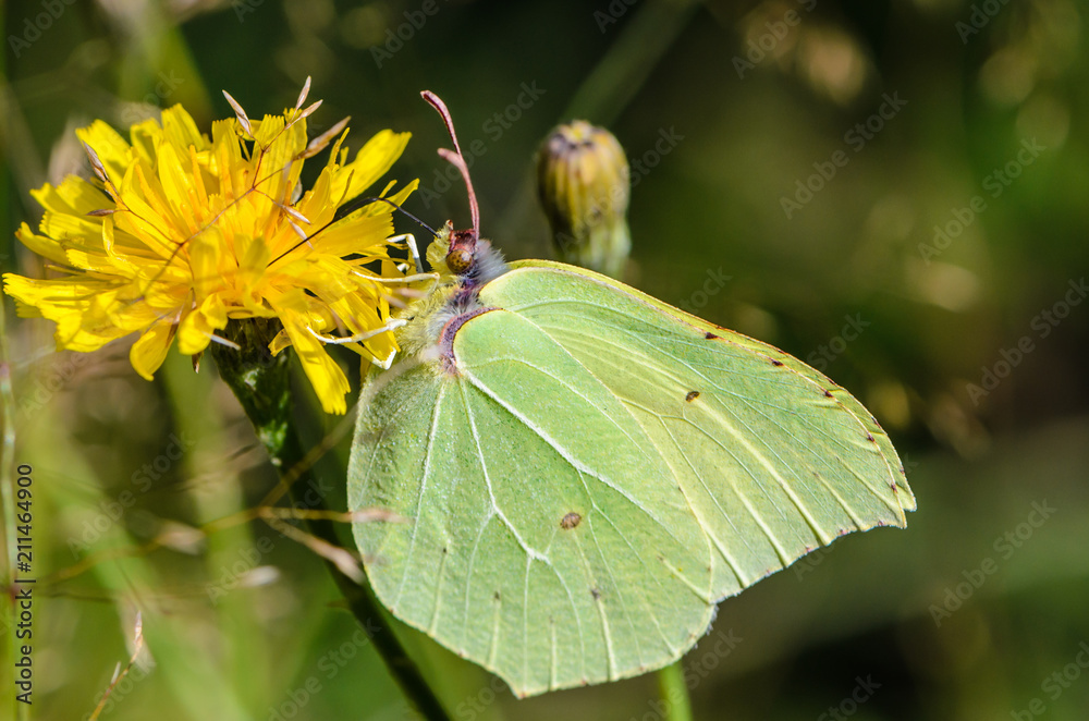 Yellow butterfly brimstone sits on flower Yellow butterfly brimstone sits on flower