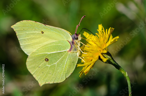 Yellow butterfly brimstone sits on flower © alex_1910