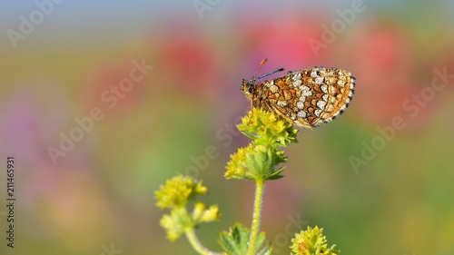 Melitaea aurelia  258