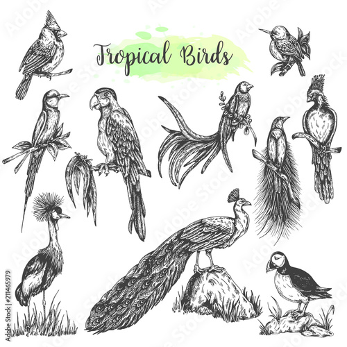 Exotic tropical birds vector Hand drawn parrot. Sketch style ara, peacock, cardinal Vector isolated bird