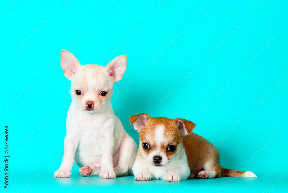 Two small puppies posing in the Studio. Many Chihuahua sitting on a turquoise background. Cute dog white-red color close-up. Horizontal image.