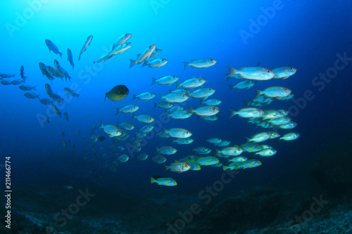 Fish on coral reef. Oriental Sweetlips and Bigeye fish 