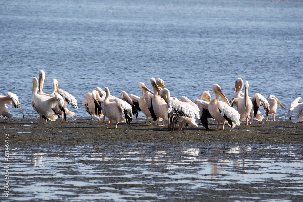 Fototapeta premium Pink-backed pelican, Pelecanus rufescens, Walvis bay, Namibia