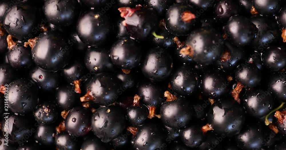 Black currant closeup rotation top view, healthy eating, vegetarian food Black currant closeup rotation top view, healthy eating, vegetarian food