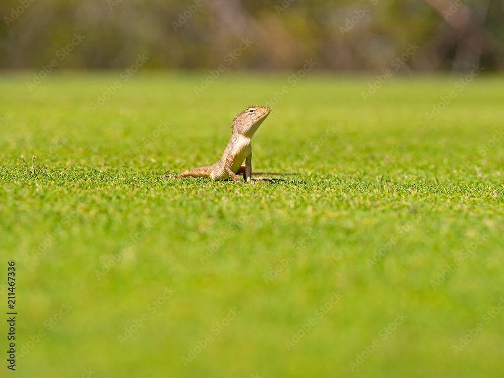 Close up Lizard, (Iguana, Gecko, Skink) crawling on the grass at green background ,wildlife and animal concept. Close up Lizard, (Iguana, Gecko, Skink) crawling on the grass at green background ,wildlife and animal concept.