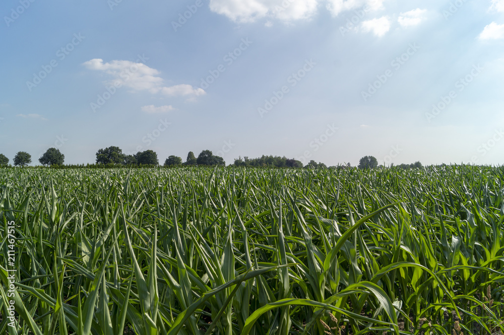 Fototapeta premium Cornfield France