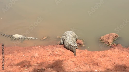 Nile crocodile go in to the water