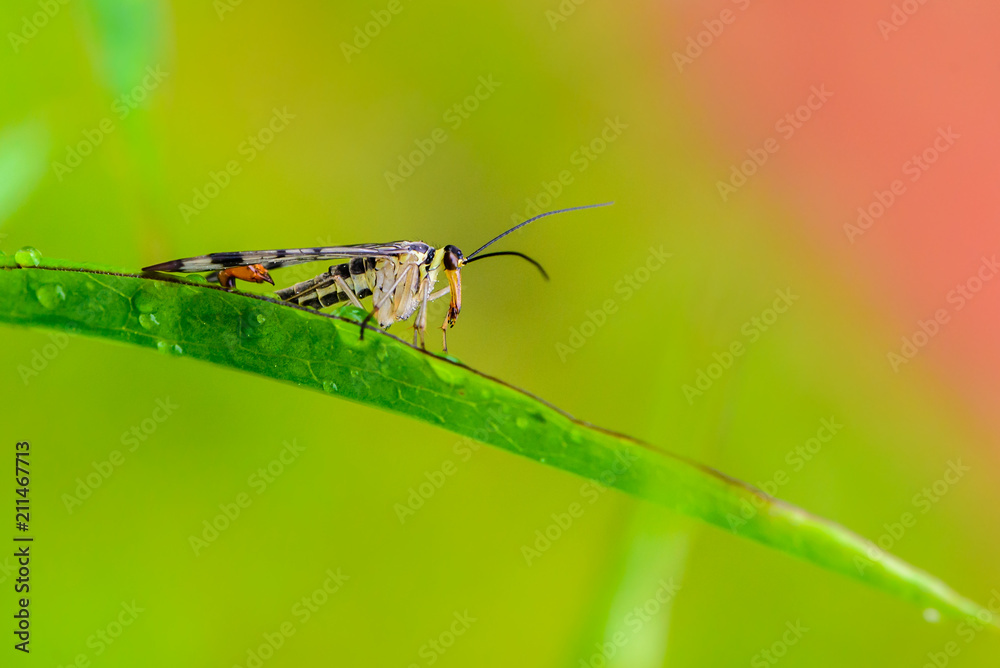 Male scorpion fly with motley wings Male scorpion fly with motley wings