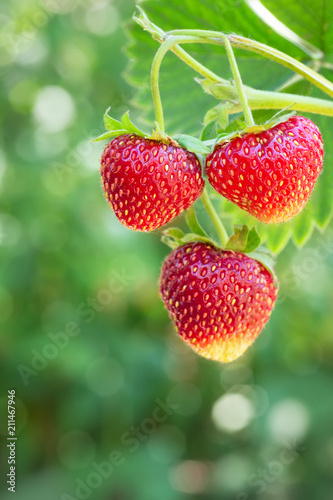 strawberries on the bush