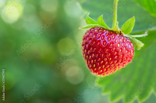 ripe strawberry on the bush