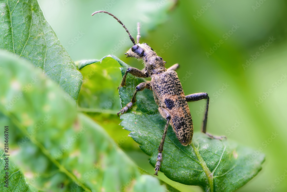 Spotted beetle rhagium with a broken mustache Spotted beetle rhagium with a broken mustache