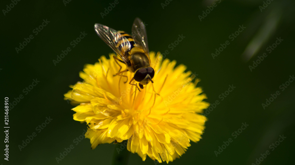 Bee on closeup Bee on closeup