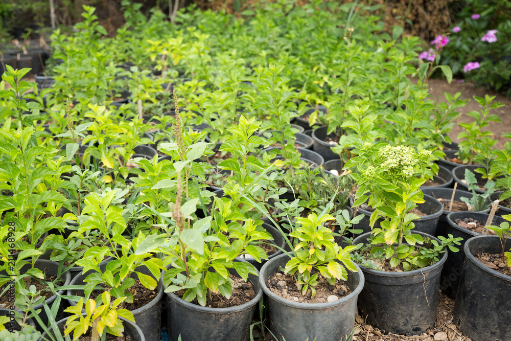 Pots with seedlings of plants and flowers Pots with seedlings of plants and flowers