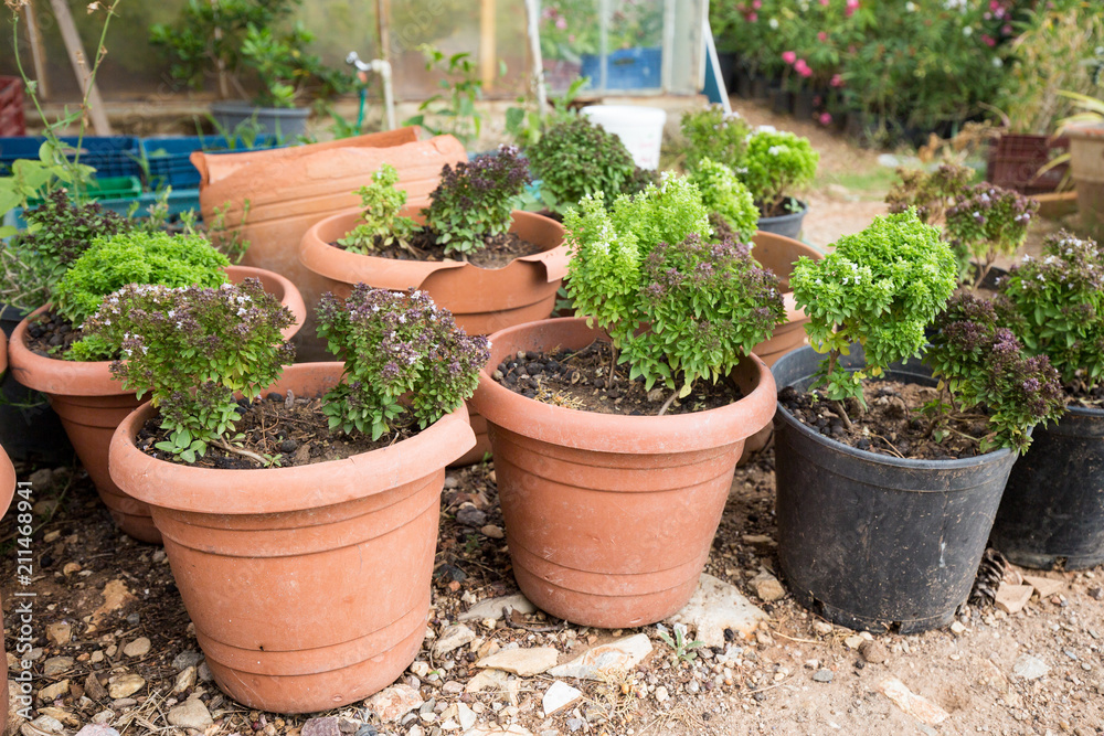 Pots with seedlings of plants and flowers