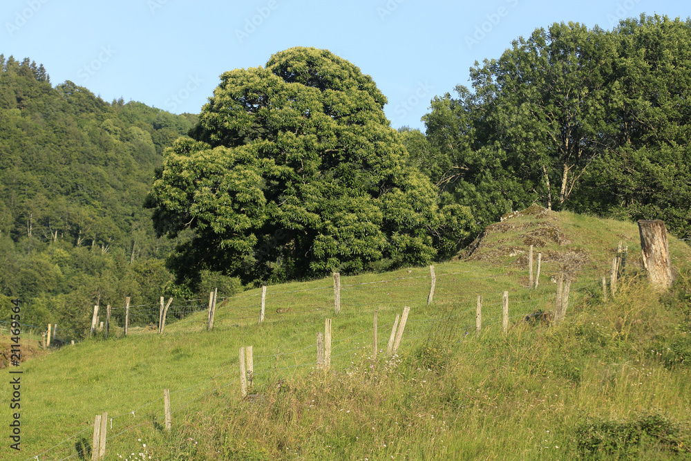 Champs du Cantal