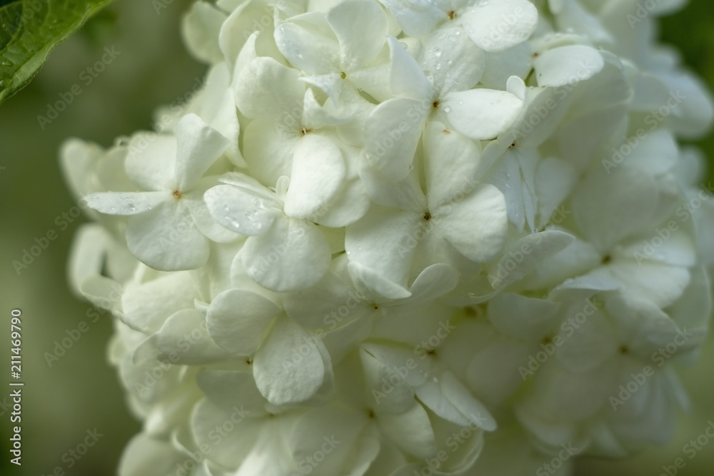 Beautiful white flower with rain drops. Beautiful white flower with rain drops.