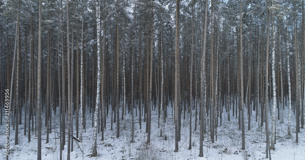 Obraz premium Aerial low altitude flight in winter pine forest