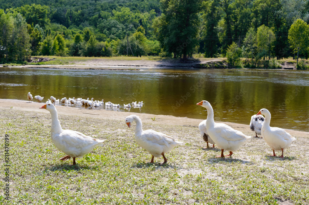 Beautiful white geese on a nature background. A flock of birds on the river bank. Domestic waterfowl. Flock of birds returning home. Beautiful white geese on a nature background. A flock of birds on the river bank. Domestic waterfowl. Flock of birds returning home.