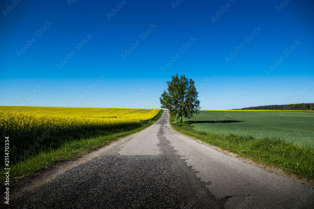 Yellow rapeseed field in czech countryside. Yellow rapeseed field in czech countryside.
