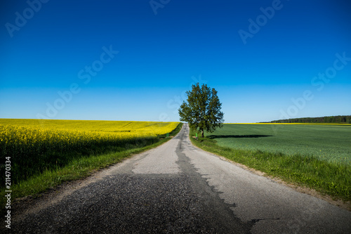 Yellow rapeseed field in czech countryside.