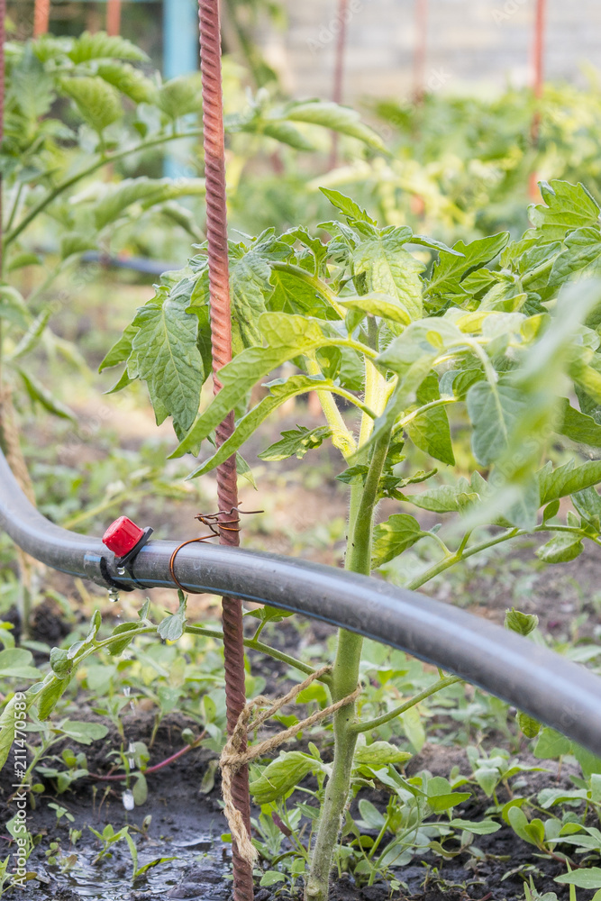 Drip irrigation on the bed. Seedlings of tomato prepared for planting on beds with drip irrigation. Vertical photo Drip irrigation on the bed. Seedlings of tomato prepared for planting on beds with drip irrigation. Vertical photo