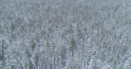 Aerial flight over frozen winter pine forest