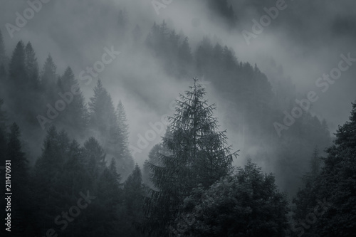 Arbres dans la brume © nicolas