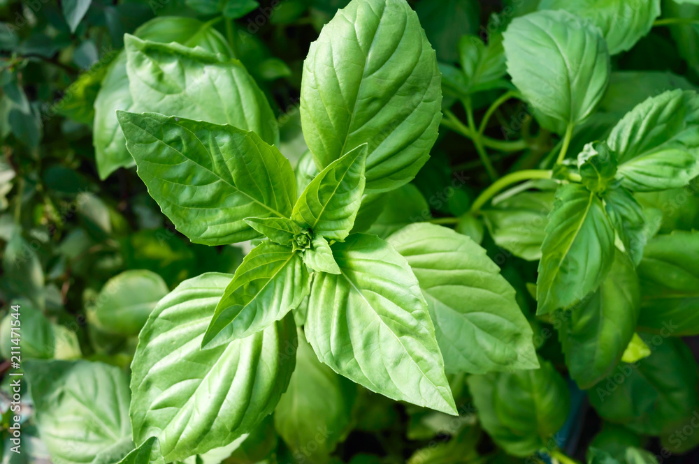 Green basil grows in the garden. Popular spicy herbs. Green basil grows in the garden. Popular spicy herbs.