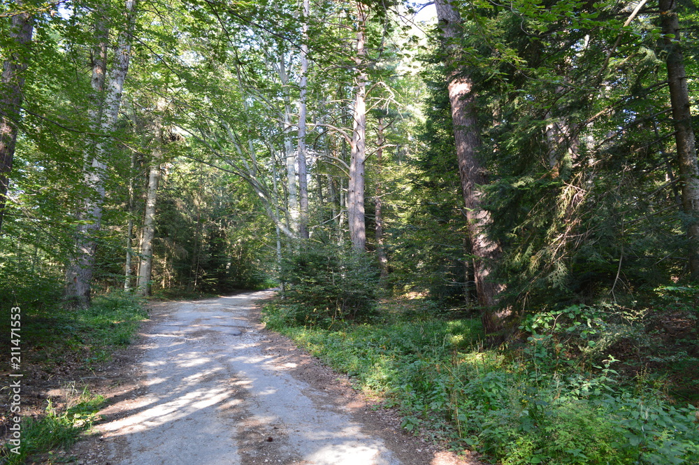 In the Forest - Western Rodopi Mountains, Bulgaria In the Forest - Western Rodopi Mountains, Bulgaria