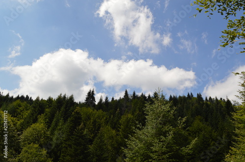 In the Forest - Western Rodopi Mountains, Bulgaria