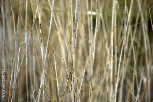 Straw by the pond