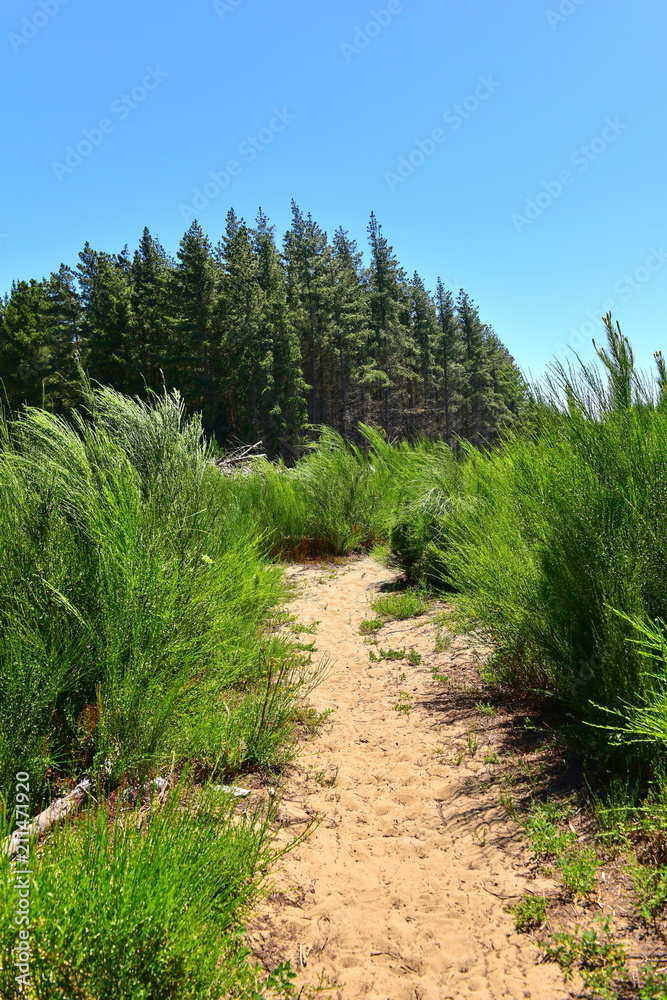 Walking trail leading to pine trees in Bottle Lake Forest Park in Christchurch, New Zealand