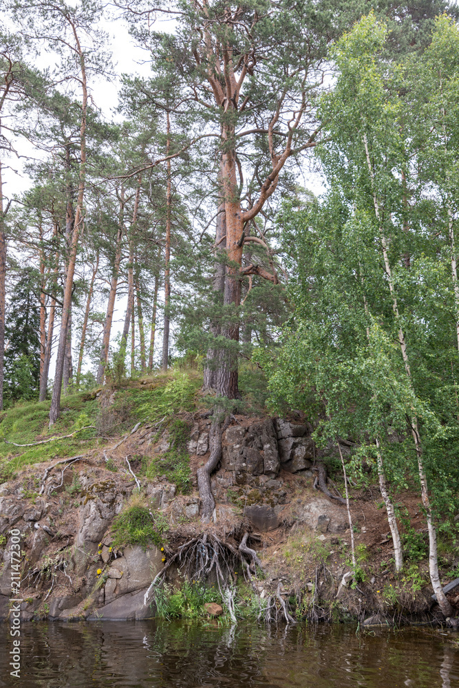 Fototapeta premium The roots of the trees make their way through the rocks and stones. Valaam is a cozy and quiet piece of land, the rocky shores of which rise above the lush waters of lake Ladoga